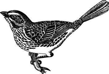 Song Sparrow Drawing