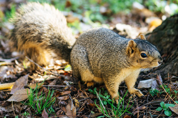 Naklejka na ściany i meble Friendly tree squirrel in the park