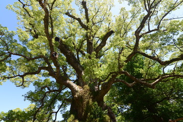 蒲生神社とクスノキ　鹿児島県蒲生町