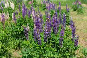 field of purple  lupins flowers