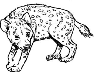 Spotted Hyena Vector