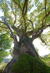 蒲生神社とクスノキ　鹿児島県蒲生町