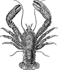 Deep Sea Lobster