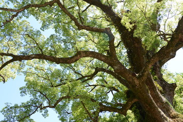 蒲生神社とクスノキ　鹿児島県蒲生町