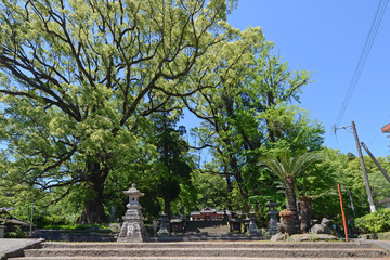蒲生神社とクスノキ　鹿児島県蒲生町