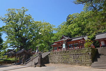 Fototapeta na wymiar 蒲生神社とクスノキ　鹿児島県蒲生町