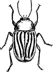 Old Drawing of a Striped Beetle Vector