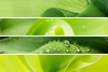 Banners - natural plant background with dew drops