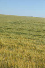 Green wheat in the field. french landscape
