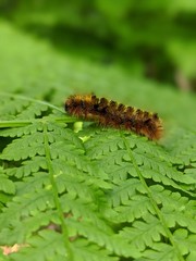 caterpillar on a leaf
