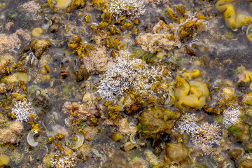 Sea background with different algae, sponges and polyps.