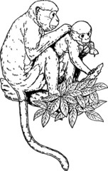 Old Vintage Drawing of a Tree Monkeys