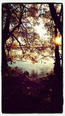Autumn Trees At Lakeshore