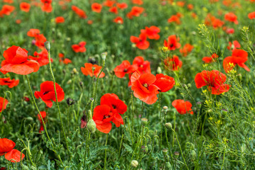 Summer scarlet poppy flowers field Scarlet poppy flowers meadow.