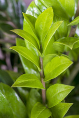 Fototapeta na wymiar Zamioculcas zamiifolia, Zanzibar Gem.
