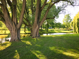 Fototapeta na wymiar Big trees in the park