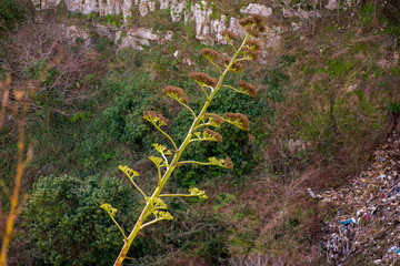 Wild flora in Matera, southern Italy. Giant aloe vera flower