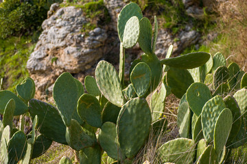 Wild flora in Matera, southern Italy. Tuna cactus