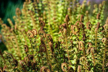 Fresh fern growth highlighted by the sun, as a nature background
