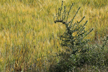 Fototapeta premium Green wheat in the field. french landscape