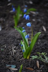 Muscari blue spring flower close-up on soil background