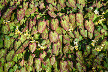 Fototapeta premium Green and red of Epimedium foliage with yellow flowers in the sun, as a nature background 
