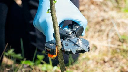 Spring tree grafting. The gardener cuts a young stalk for vaccination with a tool. Hand with special tool close-up