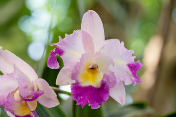 Colorful bunch of Orchid blossom