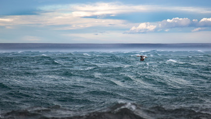 Fototapeta na wymiar duck flying through the storm