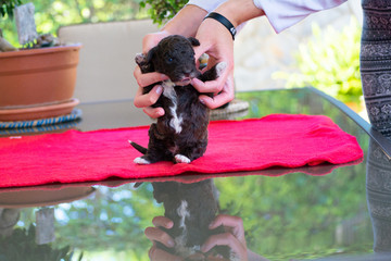 perro de agua español,