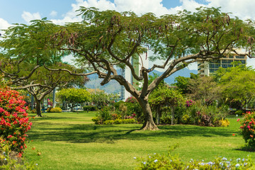 a large, strong, tropical tree stands in the middle of a clearing in an empty park on a warm spring day
