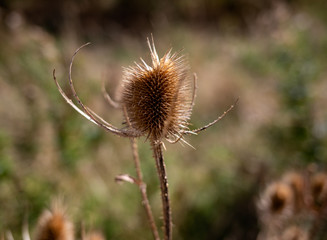 dry thistle flower, dry thistle in the field, beggar-lice, thorns