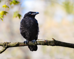 Common Raven Fledgling Chick in Spring 