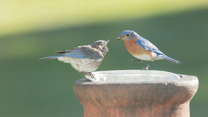 Adult bluebird preparing to feed juvenile bluebird