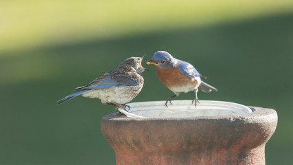 Adult bluebird feeding juvenile bluebird