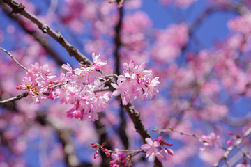 枝垂桜　shidarezakura