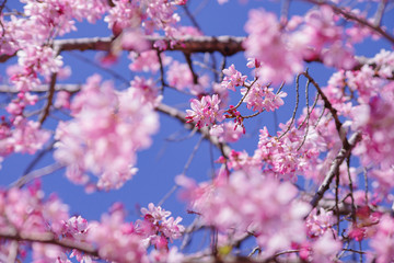 枝垂桜　shidarezakura