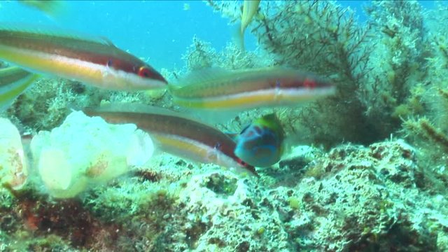 labridae fish wrasse thalasoma pavo eating damsel fish eggs underwater ocean scenery mediterranean sea view