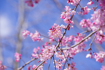 枝垂桜　shidarezakura