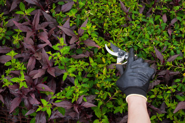 a gloved gardener's hand pruning a garden seen from above