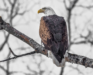 A majestic looking bald eagle on a branch of a poplar tree in the forest of Northwest Ontario, Canada.