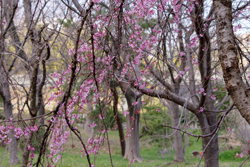 枝垂桜　shidarezakura