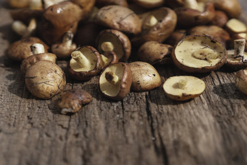 Mushroom Suillus over Wooden Background. Spring Mushrooms. Suillus edulis over Wooden Dark Background, close up on wood rustic table. Cooking delicious organic mushroom. Gourmet food