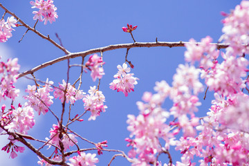 枝垂桜　shdarezakura