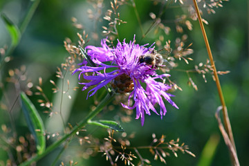 The bees are sucking nectar in the pink flower pollen in the garden.