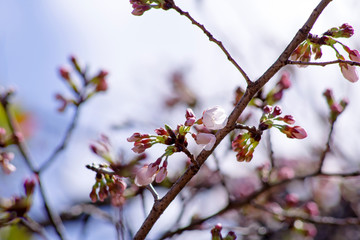 枝垂桜の蕾