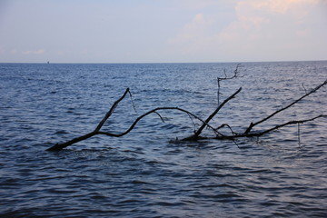 dead tree in the sea