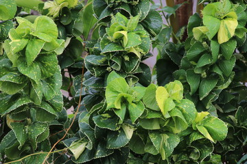green leaves background