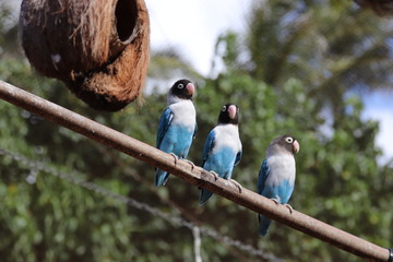 affectionate birds on a perch