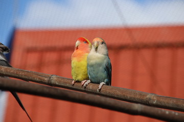 affectionate birds on a perch